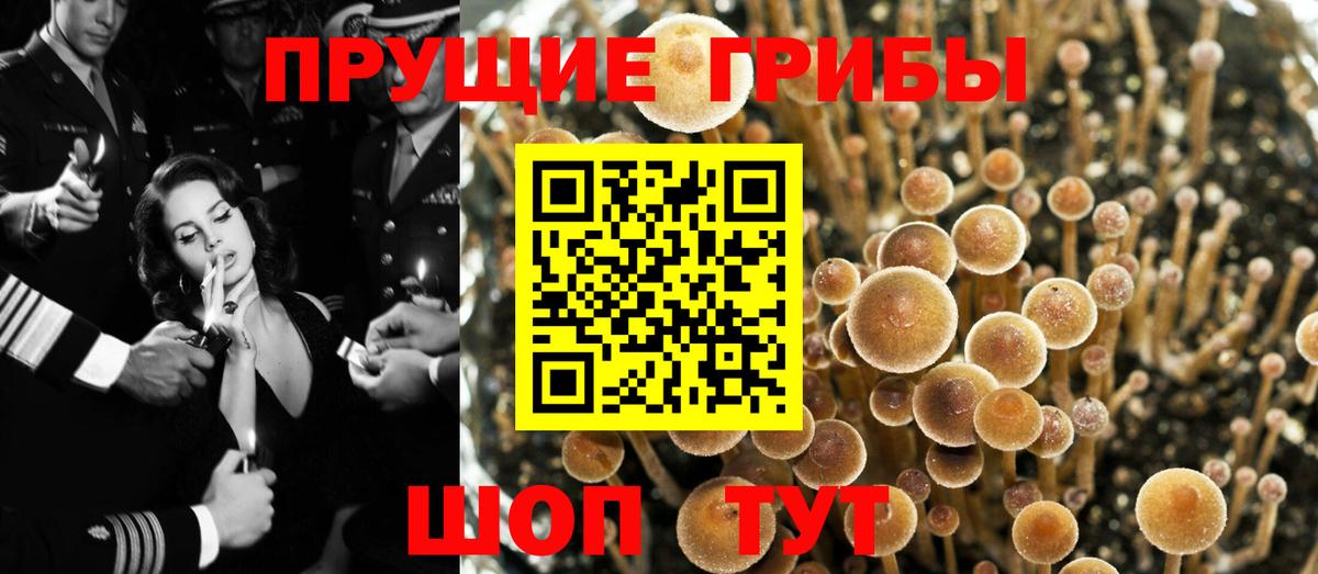 Псилоцибиновые грибы Psilocybine cubensis  Вход с VPN  Альметьевск 